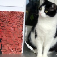 LonsomeCat+Charlie