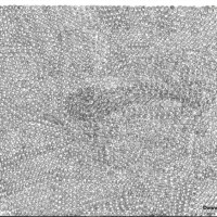 Snail 09.07.2016 29,4 x 21 cm Tinte auf Papier