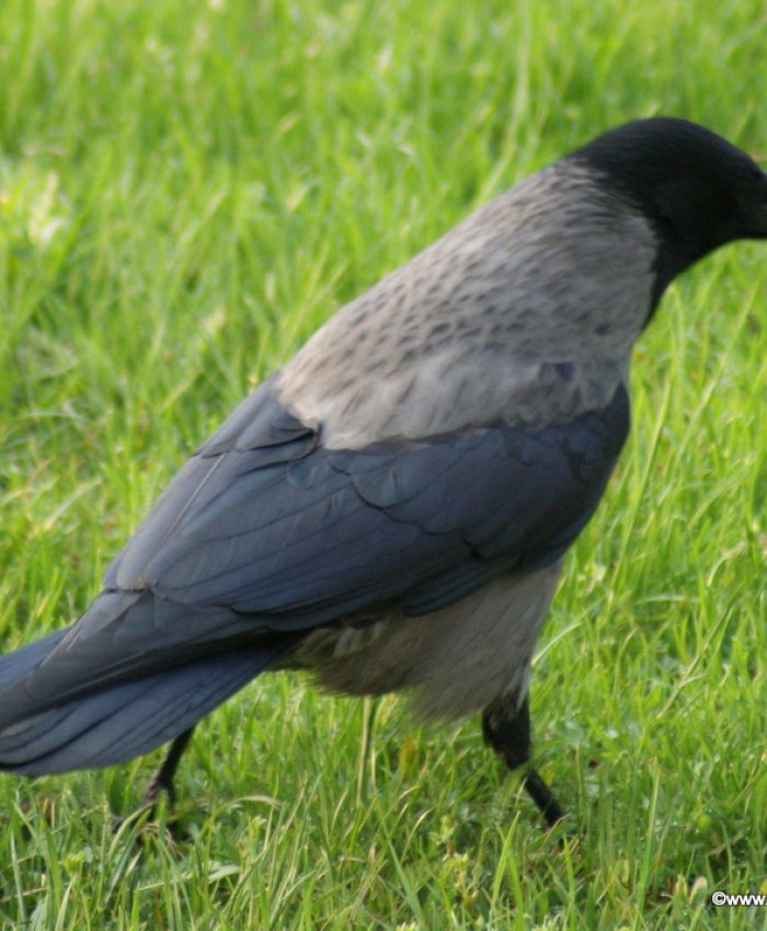 Krähe210413