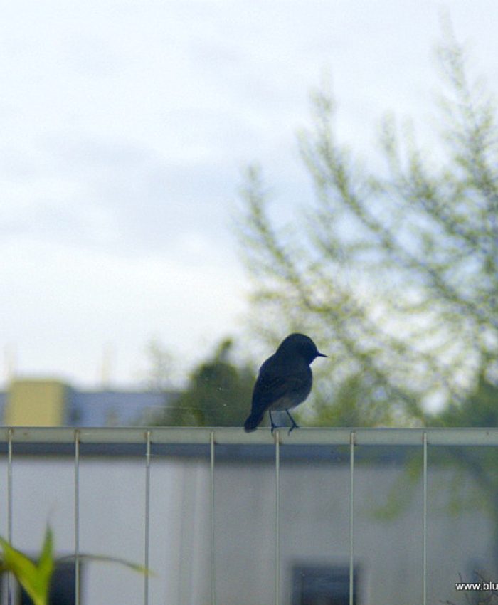 Vogel am Balkon