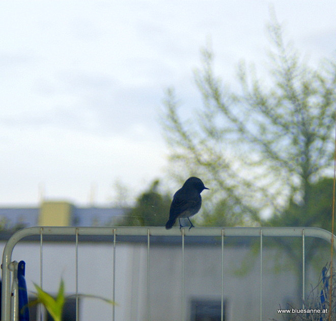 Vogel am Balkon