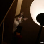 Lampe Katze