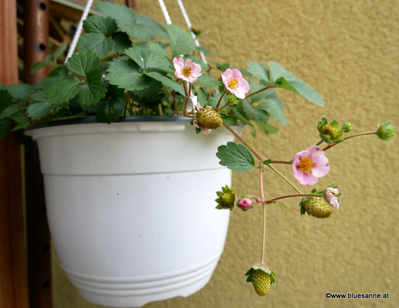 Erdbeeren Pflanze Loggia